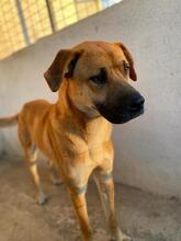 JORDAN, Hund, Mischlingshund in Griechenland - Bild 7