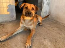JORDAN, Hund, Mischlingshund in Griechenland - Bild 8