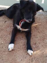 MILOU, Hund, Mischlingshund in Griechenland - Bild 5