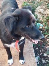 MILOU, Hund, Mischlingshund in Griechenland - Bild 9