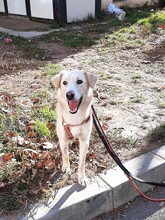 SNOW, Hund, Mischlingshund in Rumänien - Bild 1