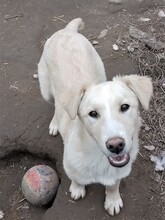 SNOW, Hund, Mischlingshund in Rumänien - Bild 17