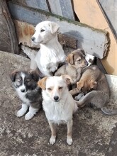 SNOW, Hund, Mischlingshund in Rumänien - Bild 24