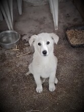 SNOW, Hund, Mischlingshund in Rumänien - Bild 26