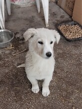 SNOW, Hund, Mischlingshund in Rumänien - Bild 29