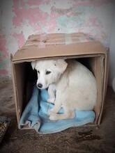 SNOW, Hund, Mischlingshund in Rumänien - Bild 31