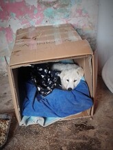 SNOW, Hund, Mischlingshund in Rumänien - Bild 32