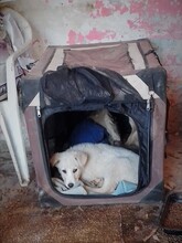 SNOW, Hund, Mischlingshund in Rumänien - Bild 33