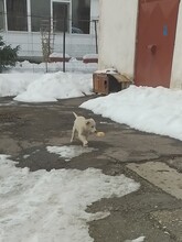 SNOW, Hund, Mischlingshund in Rumänien - Bild 39
