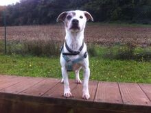 KOUKI, Hund, Jack Russell Terrier in Erbes-Büdesheim - Bild 4