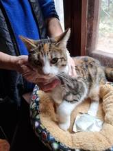 MIMI, Katze, Hauskatze in Bulgarien