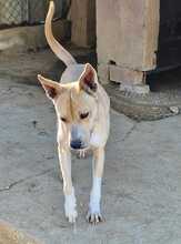 ECO, Hund, Mischlingshund in Spanien - Bild 5