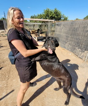 ELWOOD, Hund, Belgischer Schäferhund-Mix in Spanien - Bild 5