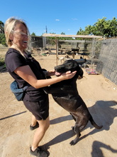 ELWOOD, Hund, Belgischer Schäferhund-Mix in Spanien - Bild 6