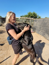 ELWOOD, Hund, Belgischer Schäferhund-Mix in Spanien - Bild 8