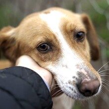 ZOE, Hund, Mischlingshund in Italien - Bild 1