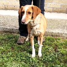 ZOE, Hund, Mischlingshund in Italien - Bild 7