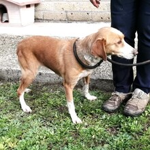 ZOE, Hund, Mischlingshund in Italien - Bild 9