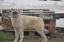 LANA, Hund, Mischlingshund in Griechenland - Bild 1