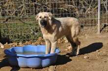 LANA, Hund, Mischlingshund in Griechenland - Bild 10