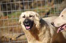 LANA, Hund, Mischlingshund in Griechenland - Bild 11
