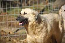 LANA, Hund, Mischlingshund in Griechenland - Bild 12