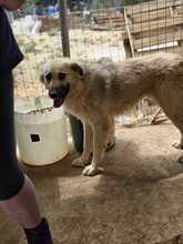 LANA, Hund, Mischlingshund in Griechenland - Bild 13