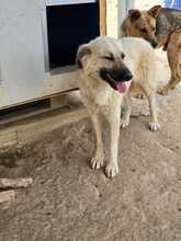 LANA, Hund, Mischlingshund in Griechenland - Bild 14