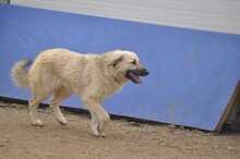 LANA, Hund, Mischlingshund in Griechenland - Bild 2