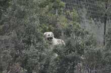 LANA, Hund, Mischlingshund in Griechenland - Bild 4