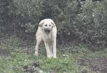 LANA, Hund, Mischlingshund in Griechenland - Bild 5