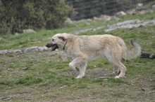 LANA, Hund, Mischlingshund in Griechenland - Bild 6