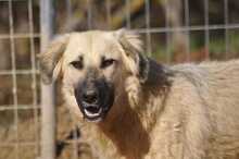 LANA, Hund, Mischlingshund in Griechenland - Bild 7