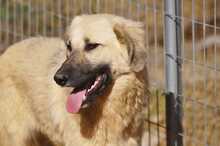 LANA, Hund, Mischlingshund in Griechenland - Bild 8