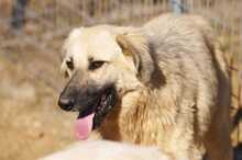 LANA, Hund, Mischlingshund in Griechenland - Bild 9