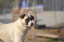 SMILLA, Hund, Mischlingshund in Griechenland - Bild 1