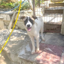 SMILLA, Hund, Mischlingshund in Griechenland - Bild 10
