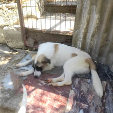 SMILLA, Hund, Mischlingshund in Griechenland - Bild 13