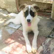 SMILLA, Hund, Mischlingshund in Griechenland - Bild 14