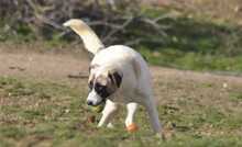SMILLA, Hund, Mischlingshund in Griechenland - Bild 2