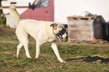 SMILLA, Hund, Mischlingshund in Griechenland - Bild 3