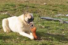 SMILLA, Hund, Mischlingshund in Griechenland - Bild 4