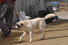 SMILLA, Hund, Mischlingshund in Griechenland - Bild 6