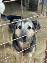 MALAKI, Hund, Mischlingshund in Rumänien - Bild 1