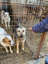 MALAKI, Hund, Mischlingshund in Rumänien - Bild 11