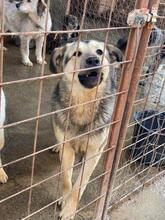 MALAKI, Hund, Mischlingshund in Rumänien - Bild 13