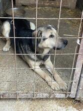 MALAKI, Hund, Mischlingshund in Rumänien - Bild 14