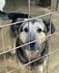 MALAKI, Hund, Mischlingshund in Rumänien - Bild 15