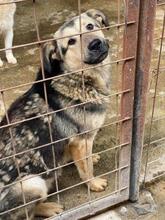 MALAKI, Hund, Mischlingshund in Rumänien - Bild 2