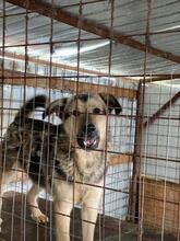 MALAKI, Hund, Mischlingshund in Rumänien - Bild 4